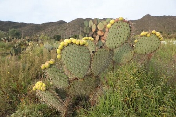 Las precipitaciones pluviales que recibe la entidad favorecen al campo poblano: SMADSOT