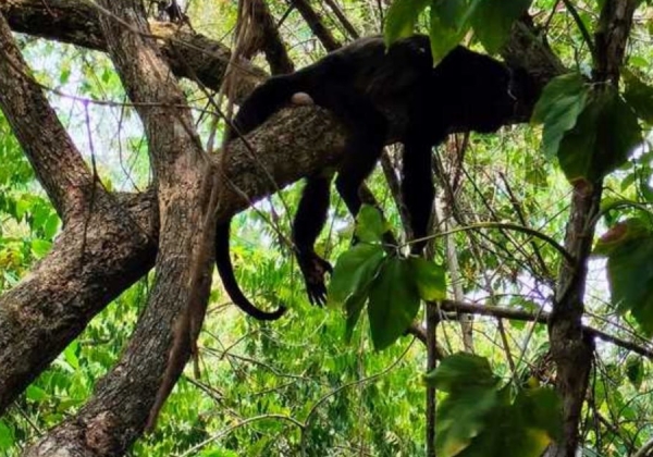 Reportan 220 monos muertos en México durante la temporada de calor