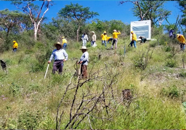 Cumple Medio Ambiente meta 2022 al plantar 257 mil árboles