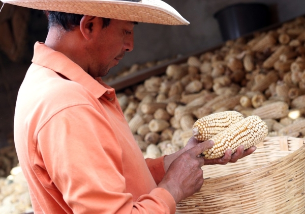 Garantizado abasto de maíz blanco: SDR