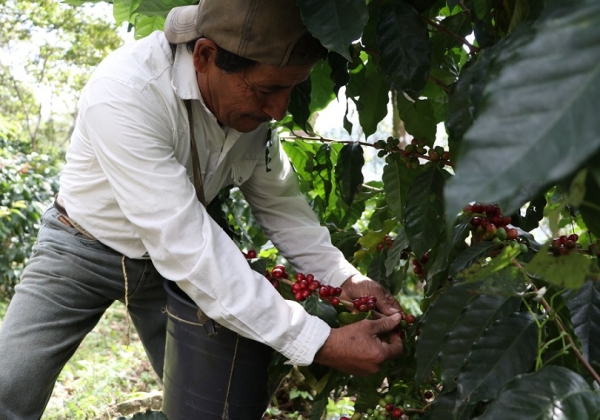 Inicia gobierno de Puebla muestreo para conocer producción de café