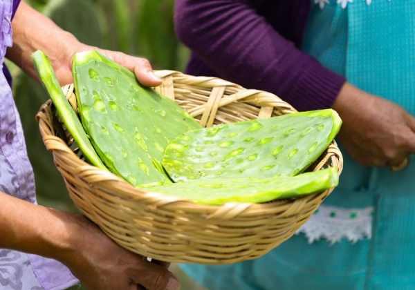 Anuncia Ayuntamiento de San Andrés Cholula, la edición 27 de la Feria del Nopal en San Bernardino Tlaxcalancingo