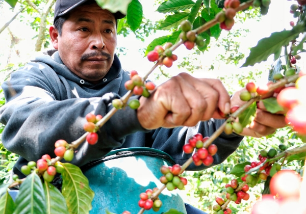 Crece 72% producción de café en Puebla para 2023: SDR