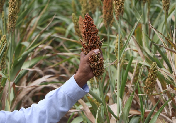 Impulsa gobierno de Sergio Salomón producción de sorgo en Puebla