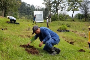 Anuncia medio ambiente la reforestación de regiones de alta prioridad para la entidad