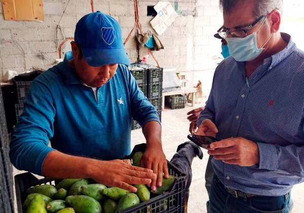 Vincula SDR a productores para exportación de hortalizas a Estados Unidos