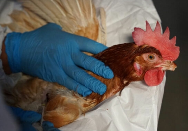 OMS y gobierno mexicano divergen sobre caso de gripe aviar H5N2