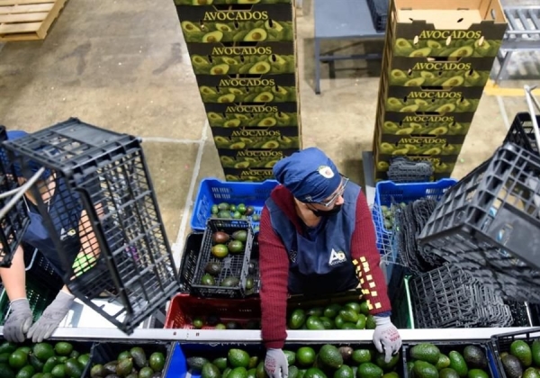 Pega suspensión de inspecciones de aguacate y mango a México y Estados Unidos