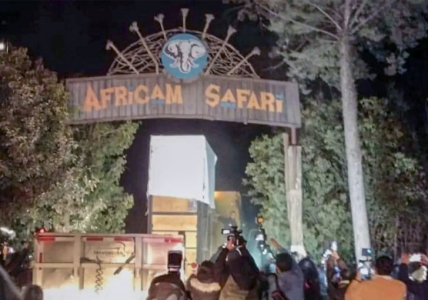 Arriba Jirafa Benito a su nuevo hogar en Africam Safari