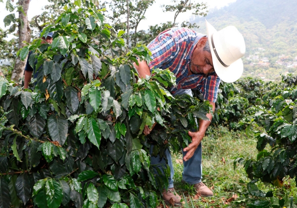 Continuará SDR comprometida con recuperación de la cafeticultura poblana