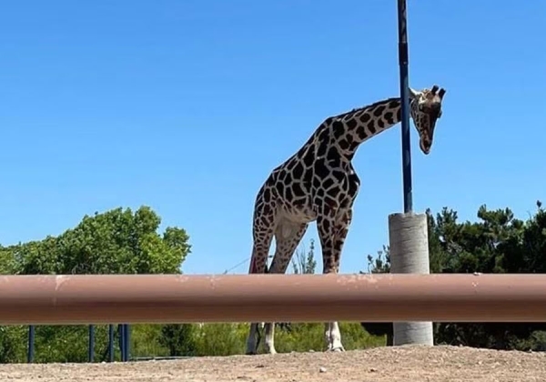 Trasladarán a la Jirafa Benito de Chihuahua al Africam Safari