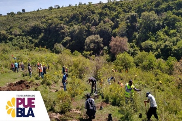 La Malinche enfrenta problemas de tala y deforestación en más de 12 mil hectáreas