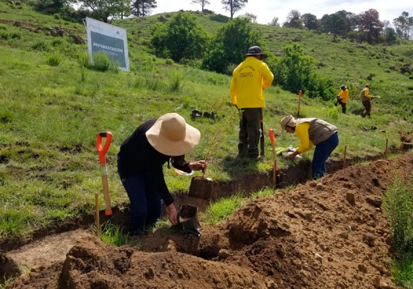 En 37 municipios, Medio Ambiente reforesta con más de 127 mil árboles