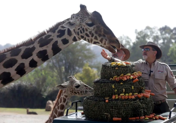 Benito, la jirafa rescatada, se integra con su nueva familia en Africam Safari