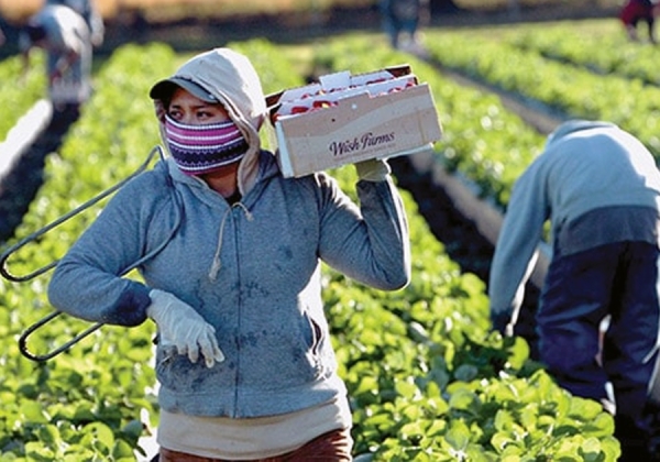 Trabajadores agrícolas temporales en EU obtendrán protecciones legales contra abusos laborales